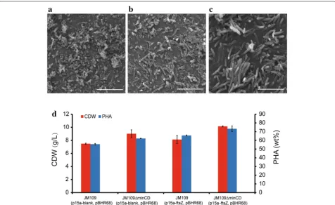 Fig. 4 Electron microscopy studies on cell morphology and PHA production of E. coli JM109 ∆minCD overexpressing ftsZ