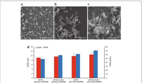 Fig. 6 SEM morphology studies and PHA production of E. coli JM109 ∆minCD overexpressing mreB