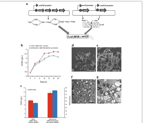 Fig. 7 The six genes co‑expression system and the influence on cell morphology, PHA production