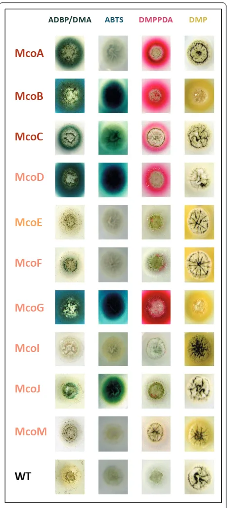 Figure 3 Enzyme activity plate assays of A. niger N593 strainexpressing McoA, McoB, McoC, McoD, McoE, McoF, McoG,McoI, McoJ and McoM in the presence of substrates ADBP/DMA, ABTS, DMPPDA and DMP