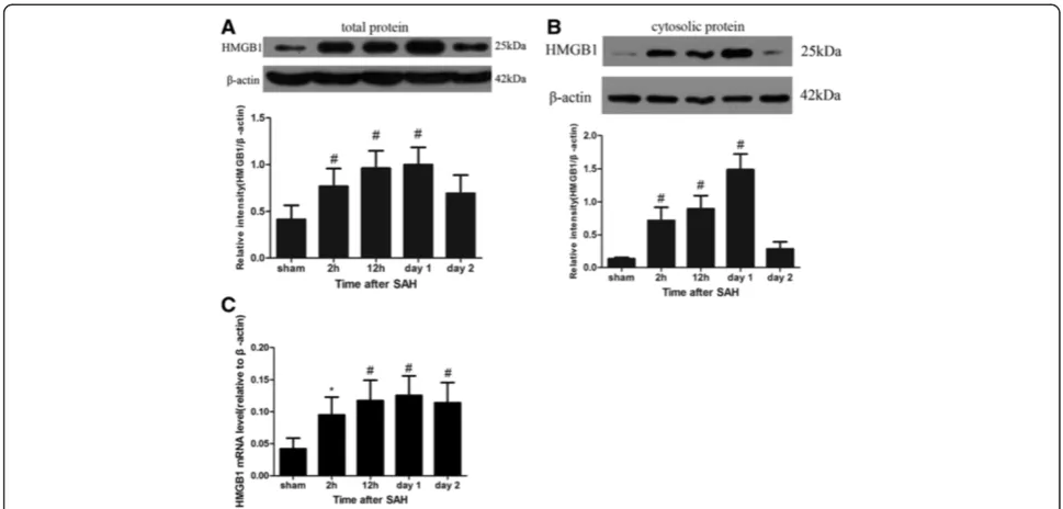 Figure 6 Expression of High-mobility group box 1 (HMGB1) protein and mRNA level in brain cortex after subarachnoid hemorrhage(SAH)
