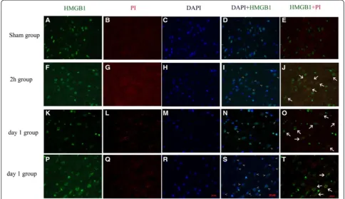 Figure 7 Representative photomicrographs show brain cortex double-staining of immunofluorescent (High-mobility group box 1(HMGB1), green) and PI staining (red) in the sham (A - E), 2-h (F - J), day -1 (K - O), and another day-1 (P - T) group
