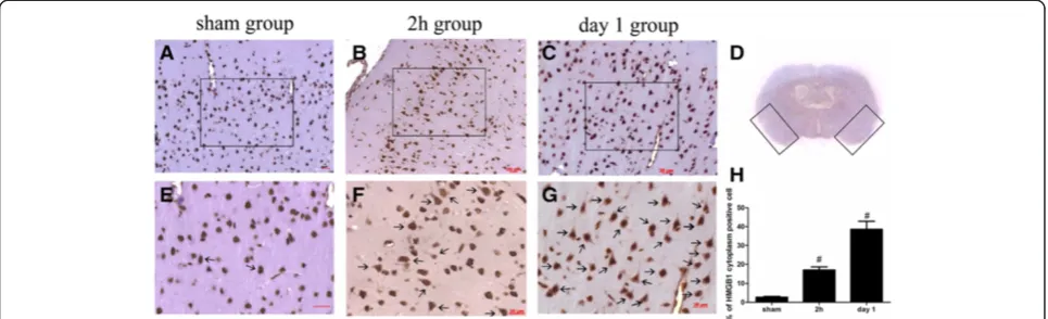 Figure 2 Representative immunohistochemistry analysis of High-mobility group box 1 (HMGB1) in the brain cortex