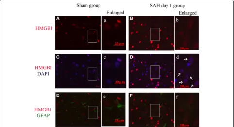 Figure 4 Cytosolic expression of High-mobility group box 1 (HMGB1) in Glial fibrillary acidic protein (GFAP)-positive cells of cortexfrom animals with subarachnoid hemorrhage (SAH)