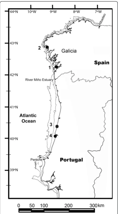 Fig. 1 Location of four new records of stranded Kemp's ridley turtlein the NW Iberian Peninsula between February and November, 2014.Turtles are numbered in chronological order (Table 1)