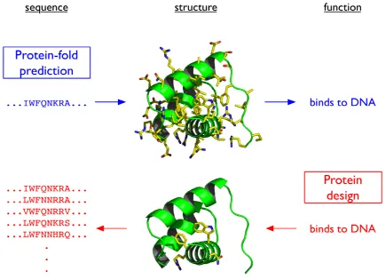 Figure I-1. Protein design is the inverse of protein-fold prediction. Protein-foldprediction is the art of predicting an amino acid sequence’s structure (and ultimately itsfunction)