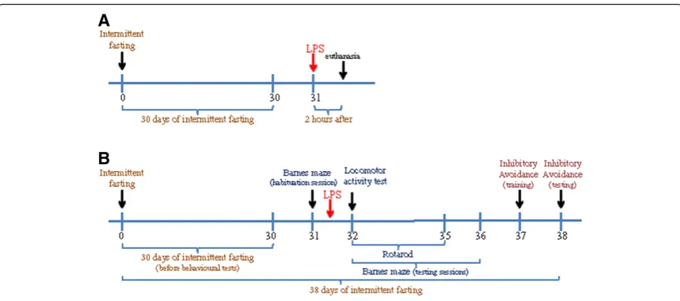 Figure 1 Design of experiments to determine the effects of intermittent fasting (IF) on cognitive function and hippocampalwhether IF modulated the inflammatory response to a subsequent challenge, rats were injected intravenously with either 1 mg/kglipopoly