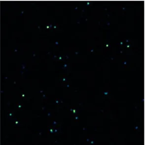 Fig. 2-14 Scanning confocal SHG image of BaTiO3glass substrate. The size of the image is 30  nanoparticles on an ITO coated μ 30 m2