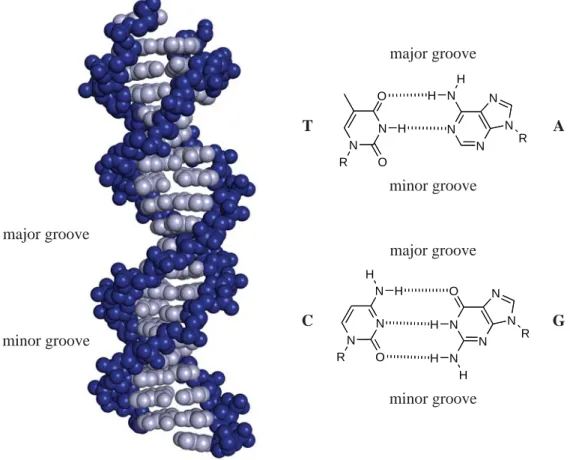 Figure 1.1.  The structure of DNA.  (left) The phosphodiester-linked deoxyribose backbone 