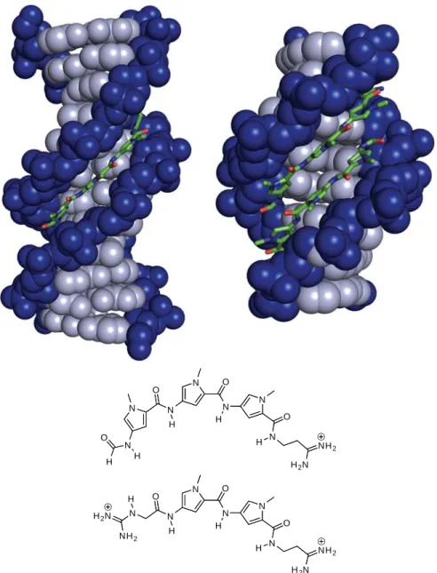 Figure 1.2.  Structures of distamycin A bound to DNA as 1:1 and 2:1 complexes (PDB 