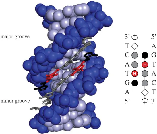Figure 1.4.  Crystal structure of the 2:1 complex formed between ImHpPyPy- β-Dp and the 