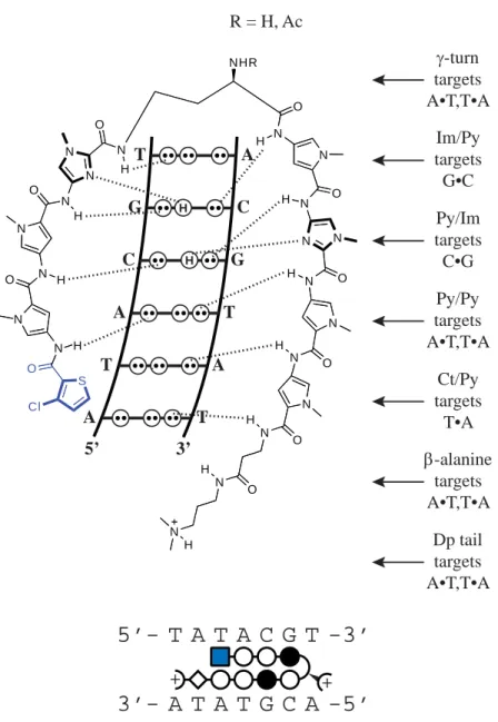 Figure 1.5.  Binding model for the complex formed between CtPyPyIm-(R) RHN γ-PyImPyPy-