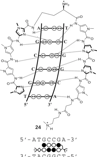 Figure 2.1.  (Top) Model for the complex formed between hairpin polyamide 24 and its 