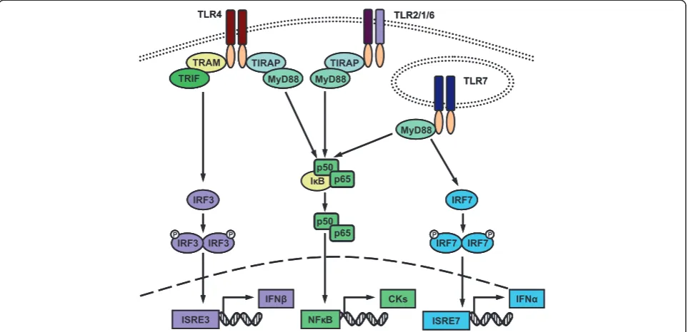 Figure 6 Response in the brain to systemic administration of LTA.24 hours and relative expression of interferon-stimulated genes (ISGs) in the brain and peripheral blood leucocytes (PBLs) was determined 48hours after initial injection