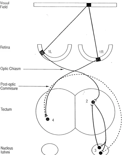 Figure 1.1. The pathways responsible for the dual topographic projections of the binocular visual field present on each tectal lobe in adult frogs.If we consider a point in the binocular visual field it projects to one point on each retina (IR 
