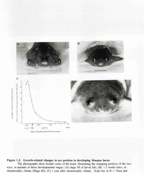 Figure 1.2. Growth-related changes in eye position in developing Xenopus laevis.