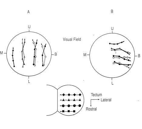 Figure 1.3. The effect of a single eye rotation on the electrophysiologically derived contralateral and ipsilateral tectal maps of visual space after 1 year of visual experience.The diagram of the optic tecta shows the outlines, transposed from a photograph of the dorsal 