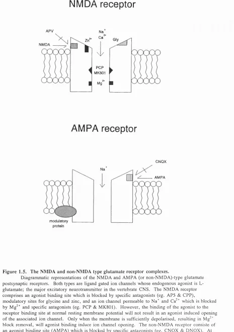 Figure 1.5. The NMDA and non-NMDA type glutamate receptor complexes.