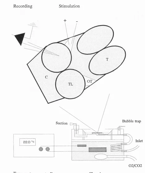 Figure 2.2. T h e  whole m id -b rain  in vitro preparation .