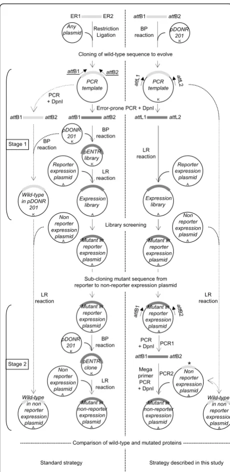 Figure 1 Overview of the method. The left flowchart is thestandard strategy and the right flowchart is the strategy describedin this study