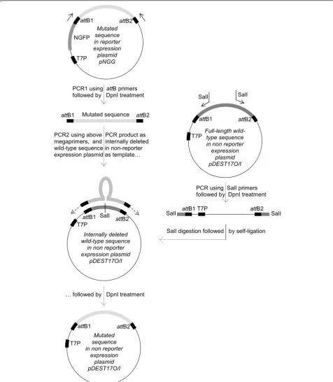 Figure 2 Schematic of the sub-cloning of a mutated sequence from reporter to non-reporter expression plasmid
