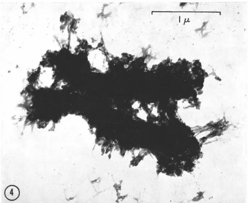 FIG UR E  4  Electron  micrograph  of  a  typical  isolated  HeLa  m e t a phas e  chromosome