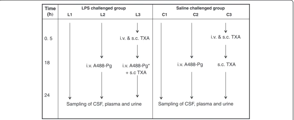 Figure 1 Diagram of rat inflammatory model and study design. Rats were separated in six groups (three rats per group)