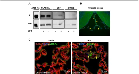 Figure 4 In vivo evidence of the circulating origin of plasminogen in cerebrospinal fluid