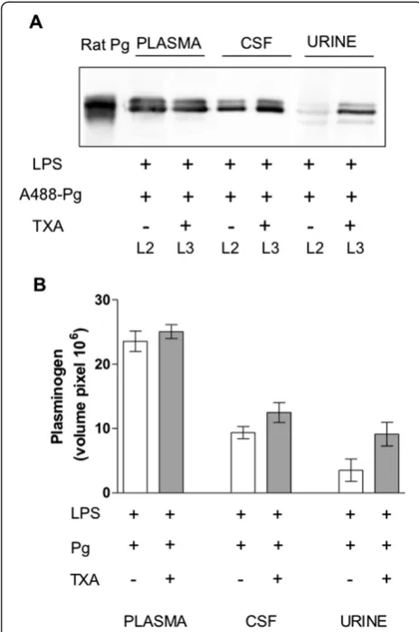 Figure 5 Effect of tranexamic acid on plasminogen transferthrough the blood–cerebrospinal fluid barrier and the renalglomerulus