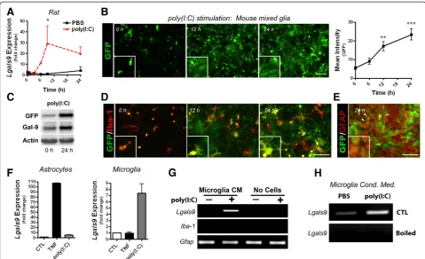 Figure 2 Glia up-regulate galectin-9 following in vitro stimulation with poly(I:C). (A) Fold change in galectin-9 mRNA following stimulationof rat mixed glia with vehicle control (PBS) or poly(I:C) (50 μg/ml) over time