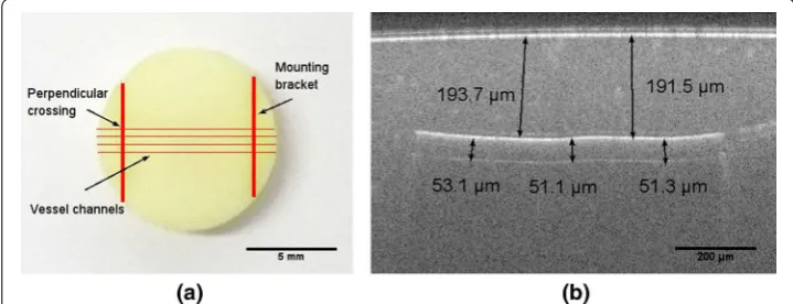 Fig. 2 ba Picture of skin equivalent tissue phantom with four separate rows of vessel channels indicated and  OCT B-scan image of cross section passing along the vessel channel in tissue phantom and the overlaid measured values of the geometry