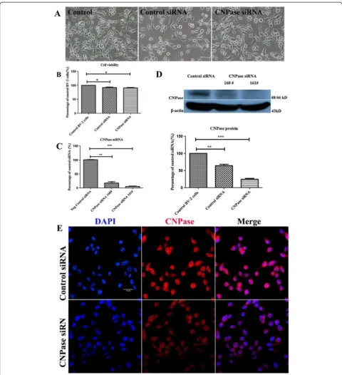 Figure 4 Downregulation of CNPase after CNPase siRNA transfection in BV-2 cells. (A) There was no noticeable change in externalmorphology in BV-2 cells when transfected with either control small interfering RNA (siRNA) or CNPase siRNA, and when compared wi