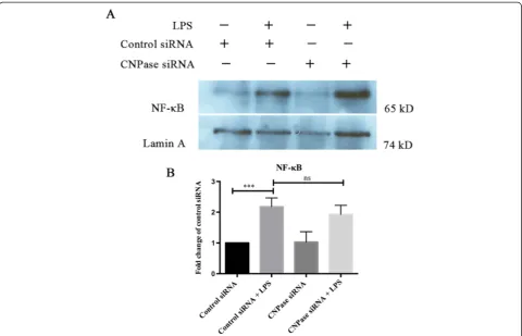 Figure 8 CNPase knockdown does not affect the nuclear translocation of NF-shows the expression of NF-NF-between control small interfering RNA (siRNA) and CNPase siRNA tranfected BV-2 cells