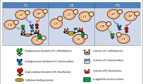 Figure 2 A schematic of the different consortia used in this study