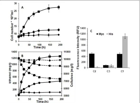 Table 2 Primers used in this study