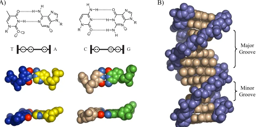 Figure 1.1.  Schematic illustration of B-form DNA.  A)  Schematic of hydrogen-bond formation between a T•A basepair and a C•G basepair
