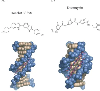 Figure 1.2. Schematic illustration of the chemical structure of Hoechst 33258 and Distamycin, and structures of DNA-Hoechst 33258 and DNA-distamycin complexes
