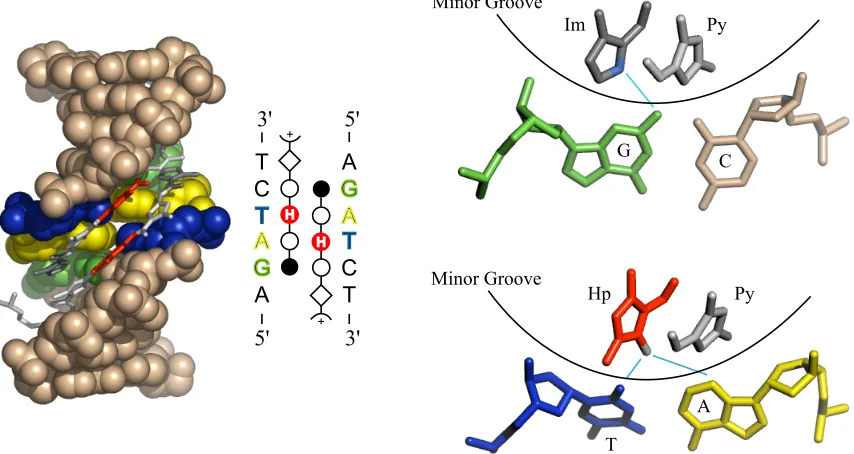 Figure 1.3. Structure of a 2:1 polyamide-DNA complex, and illustration of hydrogen-bonding interactions between the polyamide heterocycle core and the minor groove ﬂoor.