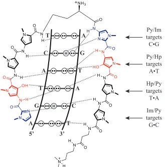 Figure 1.4.  Schematic illustration of the system of hydrogen bonding pattern between the DNA nucleotide edges and an eight-ring hairpin polyamide that gives rise to DNA recognition by polyamides.