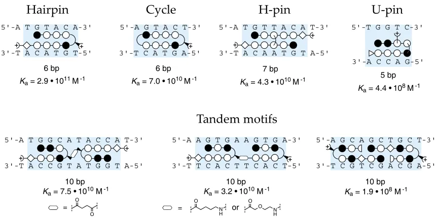 Figure 1.5. Schematic ball-and-stick representations of various polyamide structural motifs