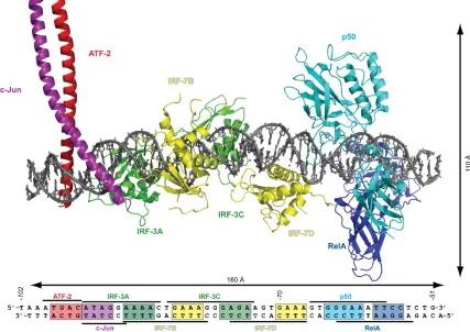 Figure 1.9. Structure of the interferon-b enhanceosome complex to demonstrate the relatively limited size of protein DNA binding sites, and protein-induced perturbations in the DNA double helix