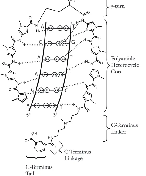 Figure 1.11. Schematic illustration of the hydrogen-bonding pattern mediating DNA recognition by a polyamide