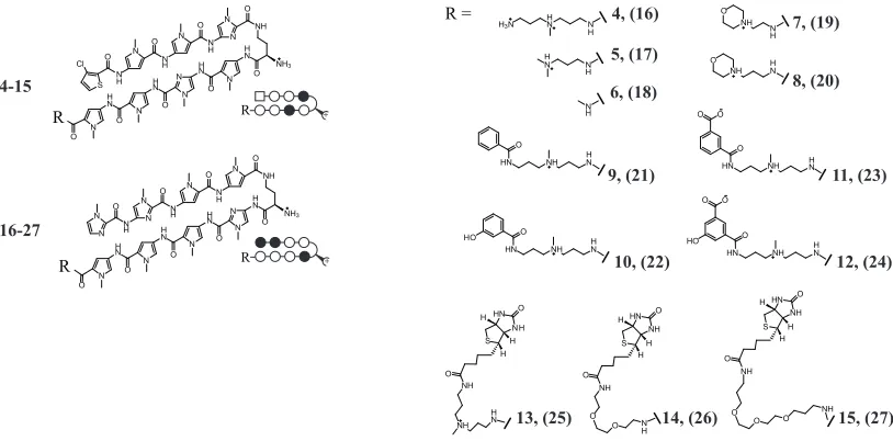 Figure 2.3. Structures of polyamides 4–27.  Polyamides 4-15 target 5’-WTWCGW-3’ DNA sequences; 16–27 target 5’-WGGWCW-3’