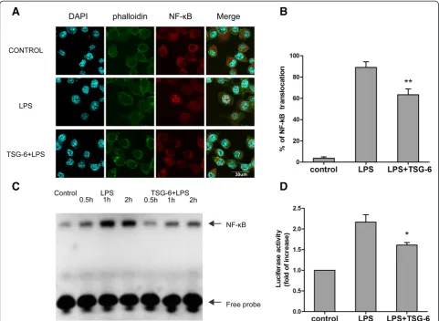 Figure 2 TSG-6 interferes with LPS-induced activation of NF-κB signaling. BV2 cells were stimulated with LPS in the presence and absenceof TSG-6 (10 ng/ml)