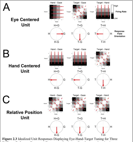 Figure 2.3  Idealized Unit Responses Displaying Eye-Hand-Target Tuning for Three Different Reference Frames