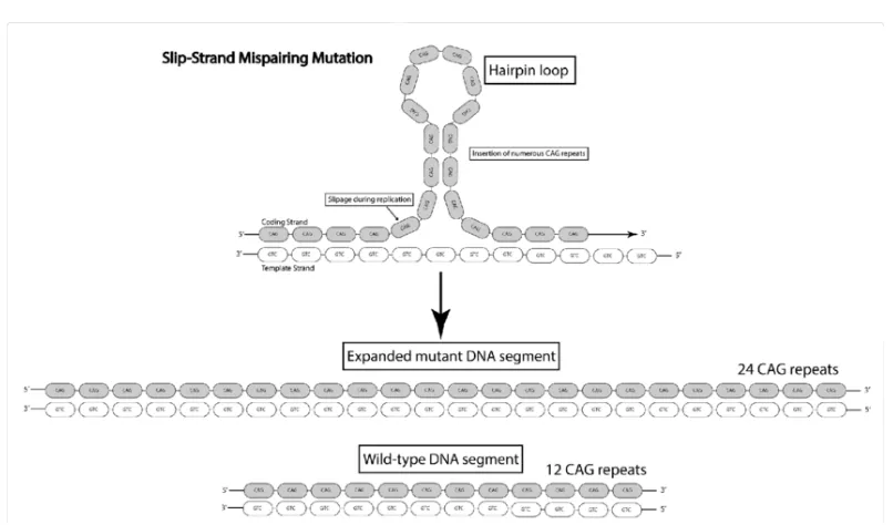 Figure 1.1: Slipped Strand Mispairing Mutation. Here a tandem repeat with 12CAG repeats is converted to a repeat with 24 CAG repeats due to slipped strandmispairing that happens during DNA replication