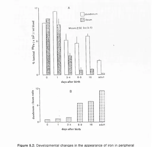 Figure 5.2: Developmental changes in the appearance of iron in peripheral 