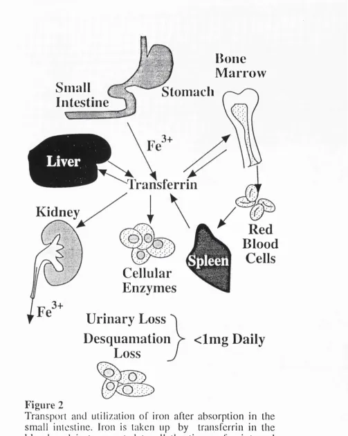 Transport and utilization of iron after absorption in theFigure 2 