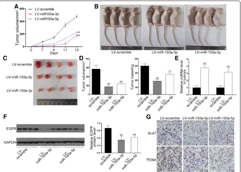 Fig. 6 Effects of miRNA-193a-3p/−5p on the growth of NSCLC xenografts in mice. H1975 cells were infected with lentiviruses overexpressingmiRNA-193a-3p or miRNA-193a-5p or control lentivirus and implanted subcutaneously into nude mice