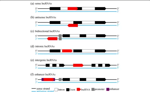 Fig. 1 Illustration of the classifications of lncRNAs. a Sense lncRNAs are transcribed from the same strand of protein-coding genes, overlappingexons from the protein-coding genes